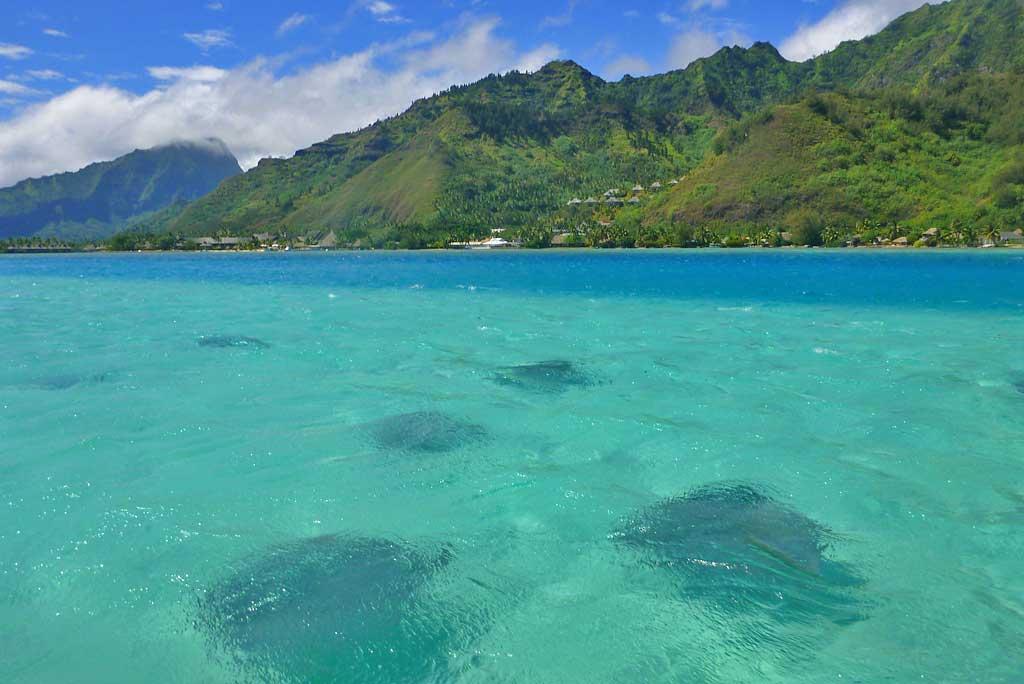 Stingrays approaching the boat, Moorea
