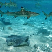 Reef sharks and stingrays.jpg