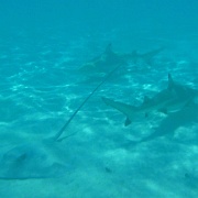 Stingray and black tipped reef sharks, Moorea.jpg