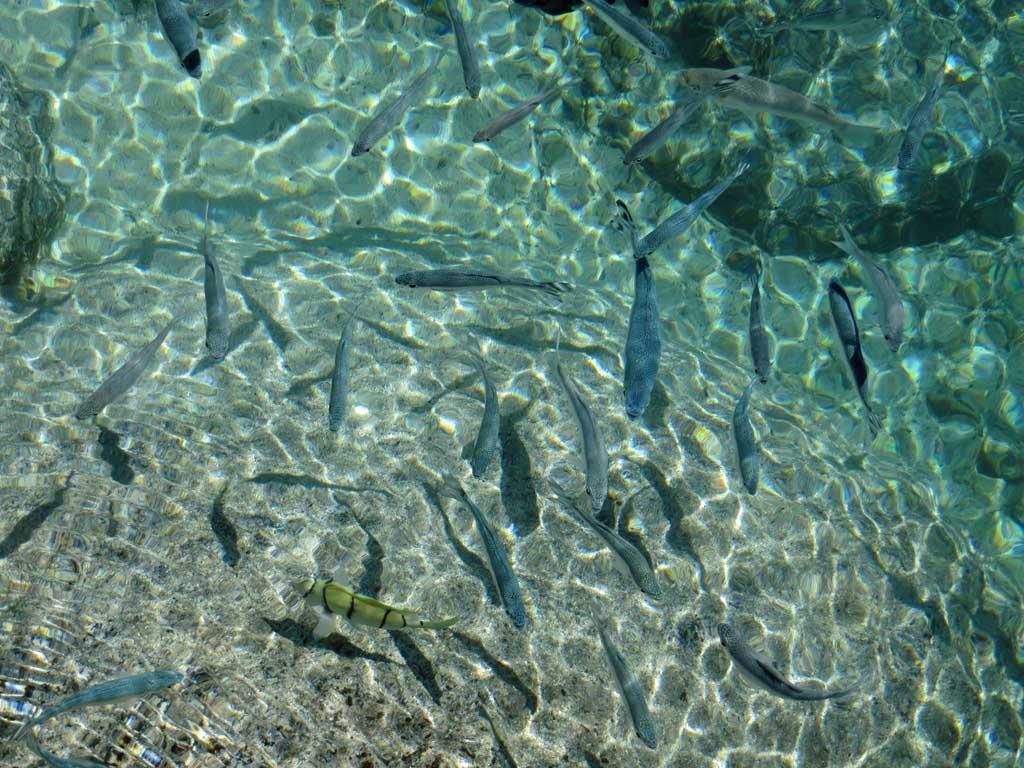 InterContinental Tahiti tropical fish lagoon 3