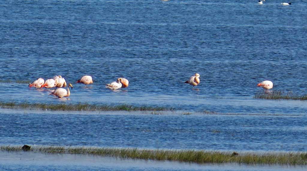 Flamingos, El Calafate 0527