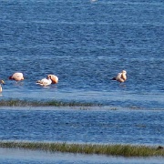 Flamingos, El Calafate 0527.JPG