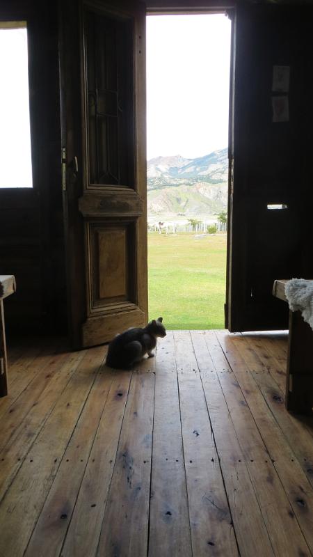 Cat, El Chalten, Patagonia 7953