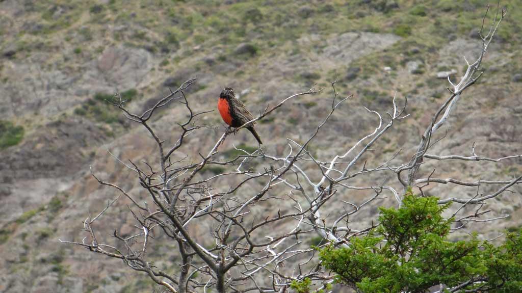Long-tailed Meadowlark, El Chalten 7928