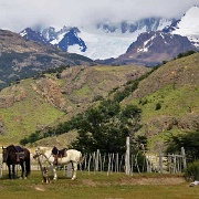 Horese, El Chalten, Patagonia 7958.JPG