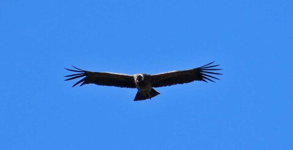 Andean Condor near Perito Moreno 0566