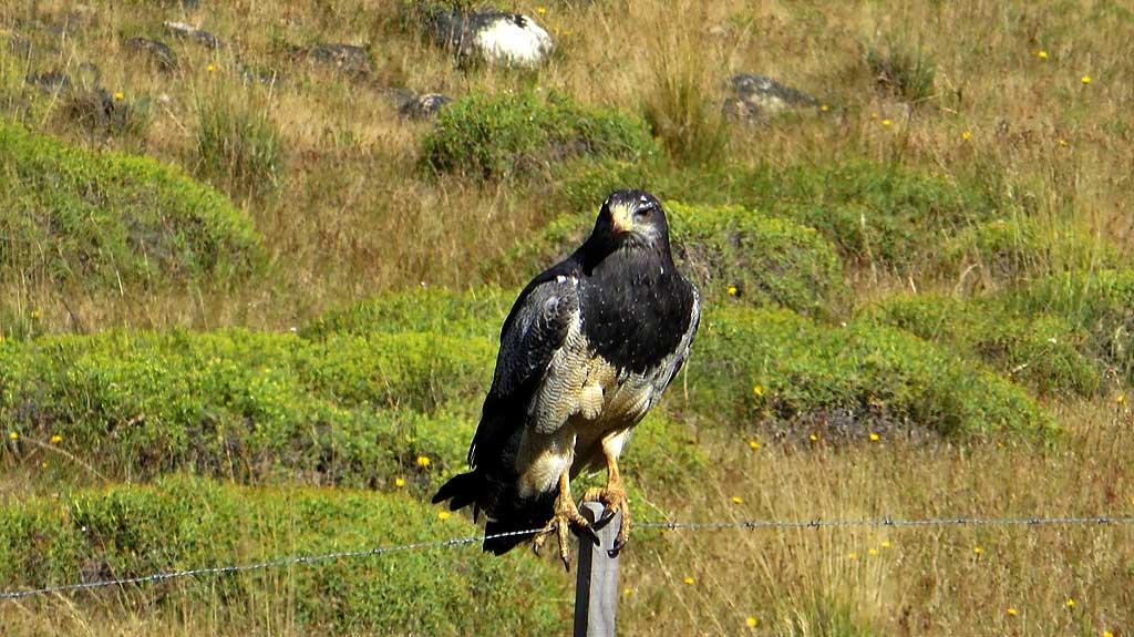 Eagle near Perito Moreno 0573