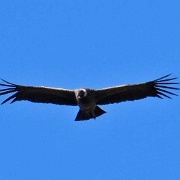 Andean Condor near Perito Moreno 0566.JPG