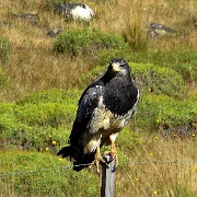 Eagle near Perito Moreno 0573.JPG