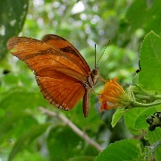 Butterfly, Iguazu Falls, Argentina 1867.JPG