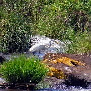 White heron, Iguazu Falls, Argentina 1845.JPG