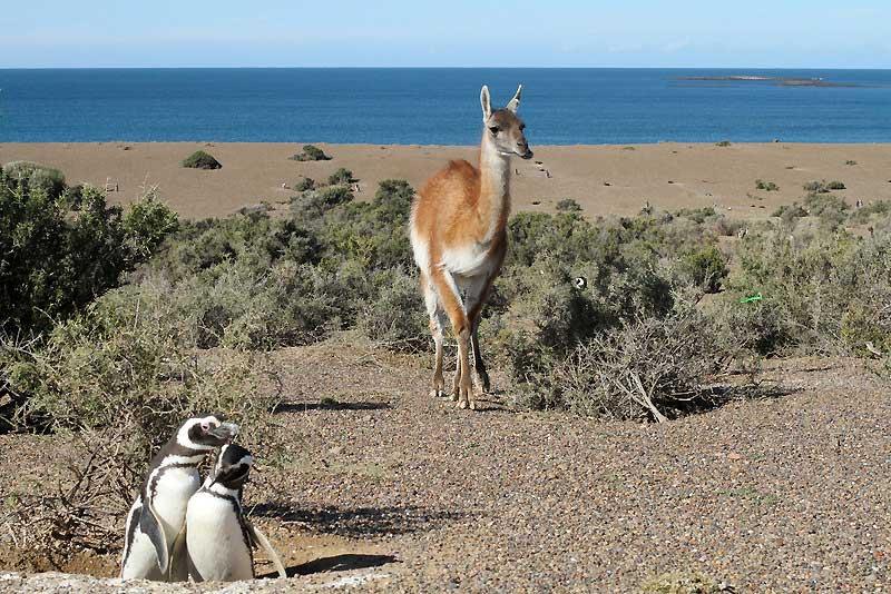 Guanaco and penguins in Punta Tombo, Patagonia 5673422