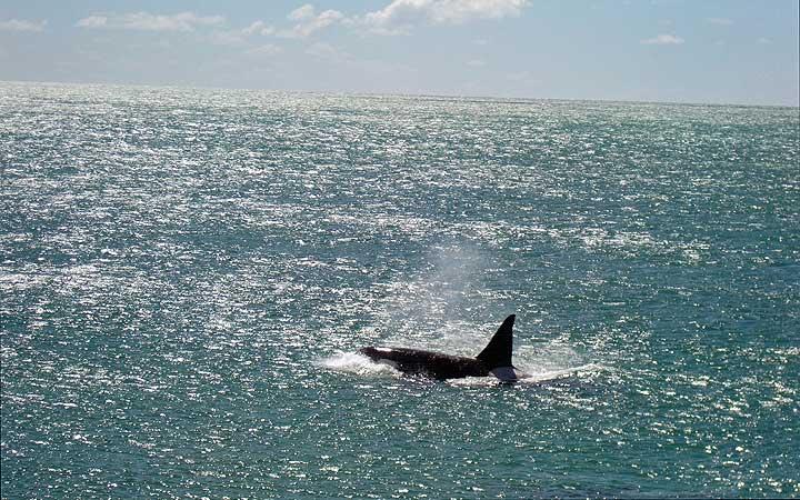 Killer whale, Puerto Madryn, Argentina