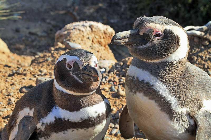 Magellanic Penguins in Punta Tombo, Patagonia 5673425