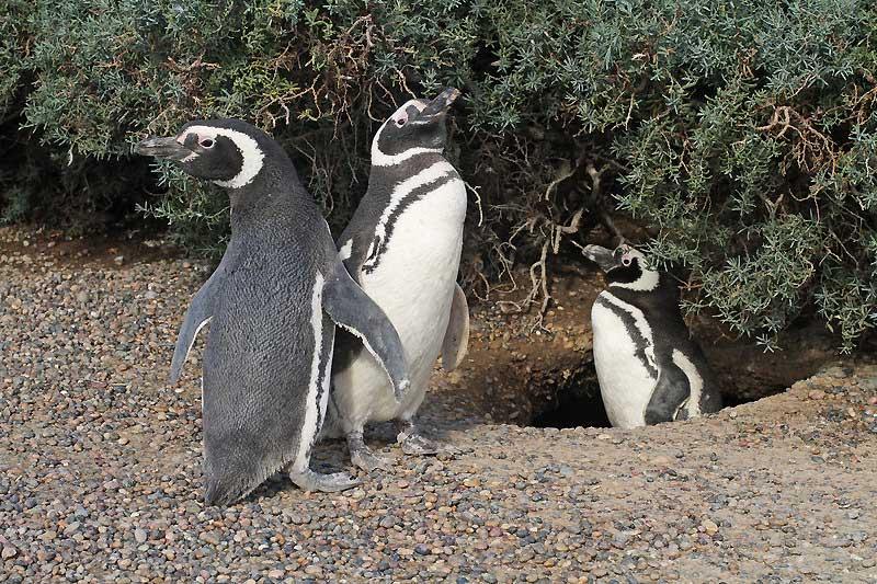 Magellanic Penguins in Punta Tombo, Patagonia 5673426