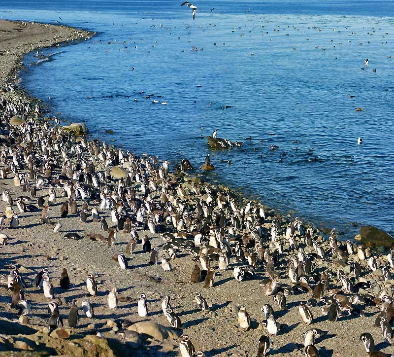 Magellanic Penguins, Peninsula Valdez, Patagonia 9119166
