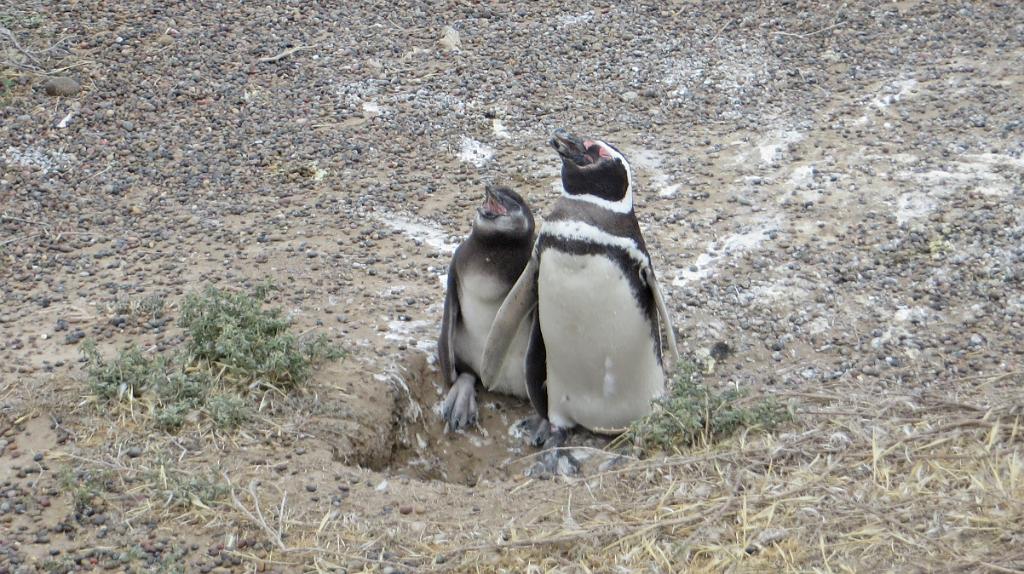 Magellanic penguin and chick, Punta Tombo