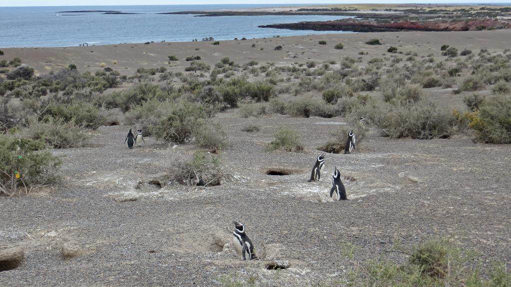 Magellanic penguin nests, Punta Tombo 2