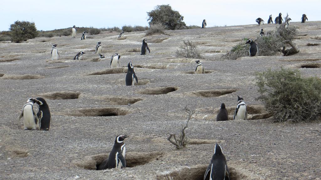 Magellanic penguin nests, Punta Tombo