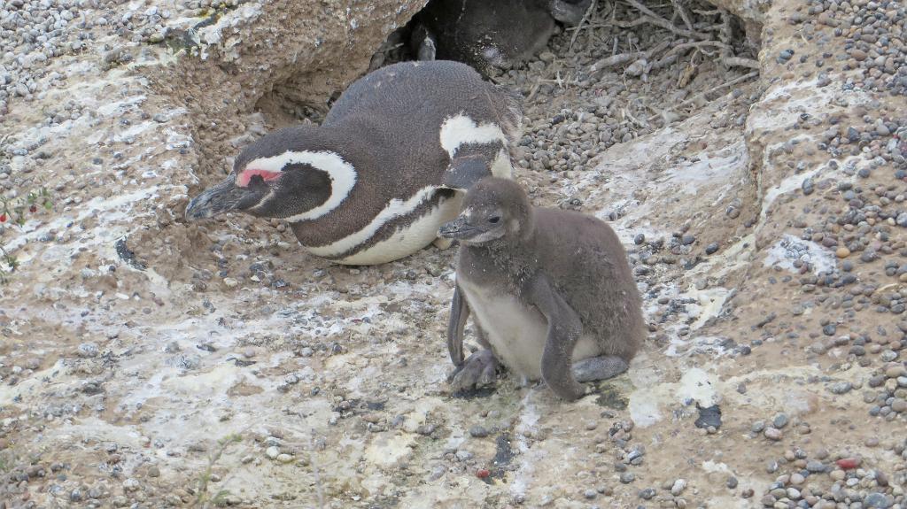 Magellanic penguin, Punta Tombo 2