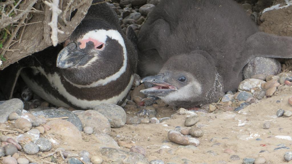 Magellanic penguin, Punta Tombo