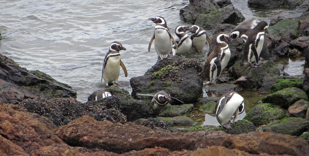 Magellanic penguins coming ashore, Punta Tombo