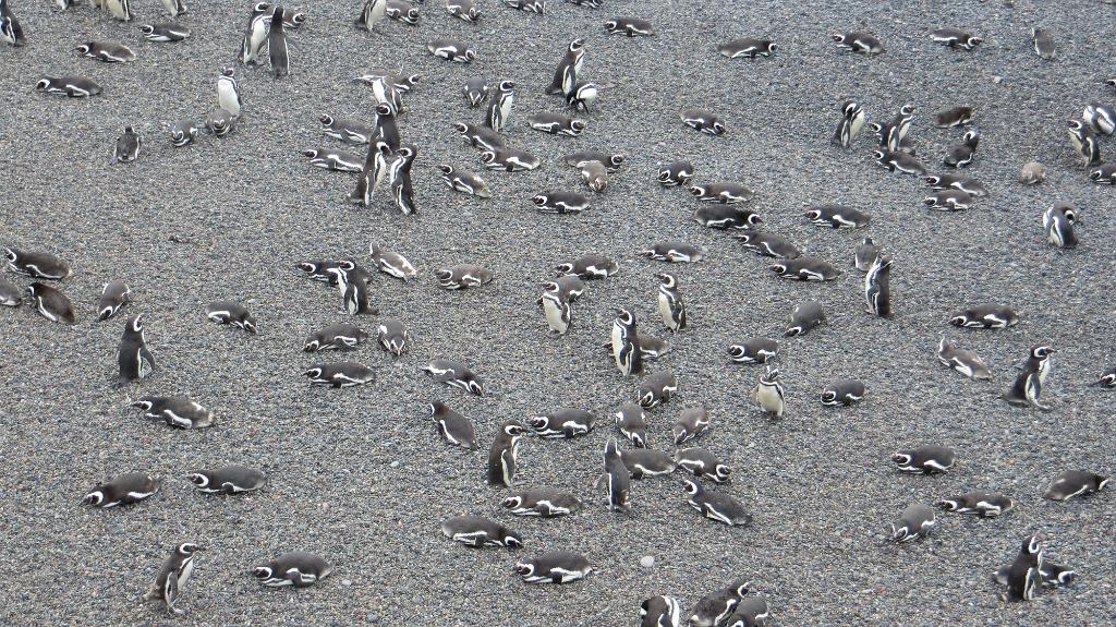 Magellanic penguins, Punta Tombo 4