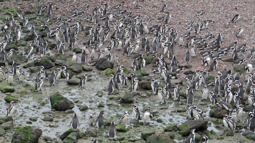 Magellanic penguins, Punta Tombo 5