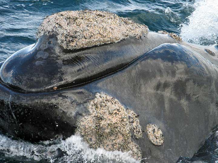 Right whale, Puerto Madryn, Argentina