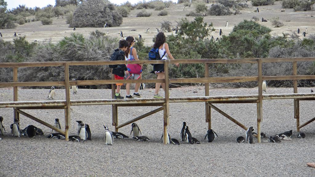 Walking among the Magellanic penguins at Punta Tombo