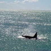 Killer whale, Puerto Madryn, Argentina.jpg