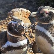 Magellanic Penguins in Punta Tombo, Patagonia 5673425.jpg