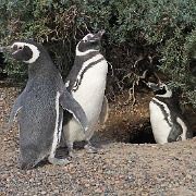 Magellanic Penguins in Punta Tombo, Patagonia 5673426.jpg
