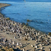 Magellanic Penguins, Peninsula Valdez, Patagonia 9119166.jpg