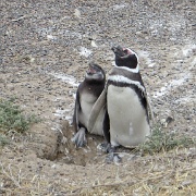 Magellanic penguin and chick, Punta Tombo.jpg