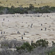 Magellanic penguin everywhere, Punta Tombo.jpg