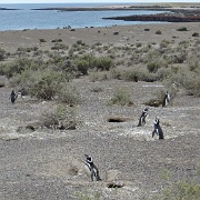 Magellanic penguin nests, Punta Tombo 2.jpg