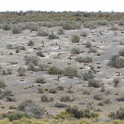 Magellanic penguin nests, Punta Tombo 3.jpg