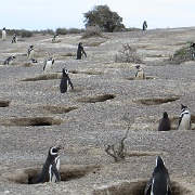 Magellanic penguin nests, Punta Tombo.JPG