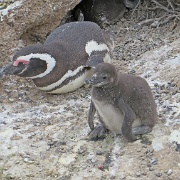 Magellanic penguin, Punta Tombo 2.jpg