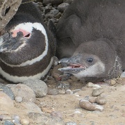 Magellanic penguin, Punta Tombo.JPG