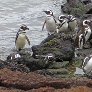 Magellanic penguins coming ashore, Punta Tombo.jpg