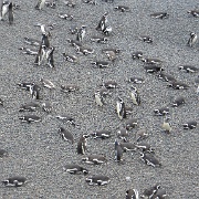 Magellanic penguins, Punta Tombo 4.jpg
