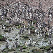Magellanic penguins, Punta Tombo 5.jpg