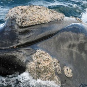 Right whale, Puerto Madryn, Argentina.jpg