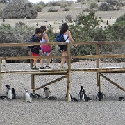 Walking among the Magellanic penguins at Punta Tombo.jpg