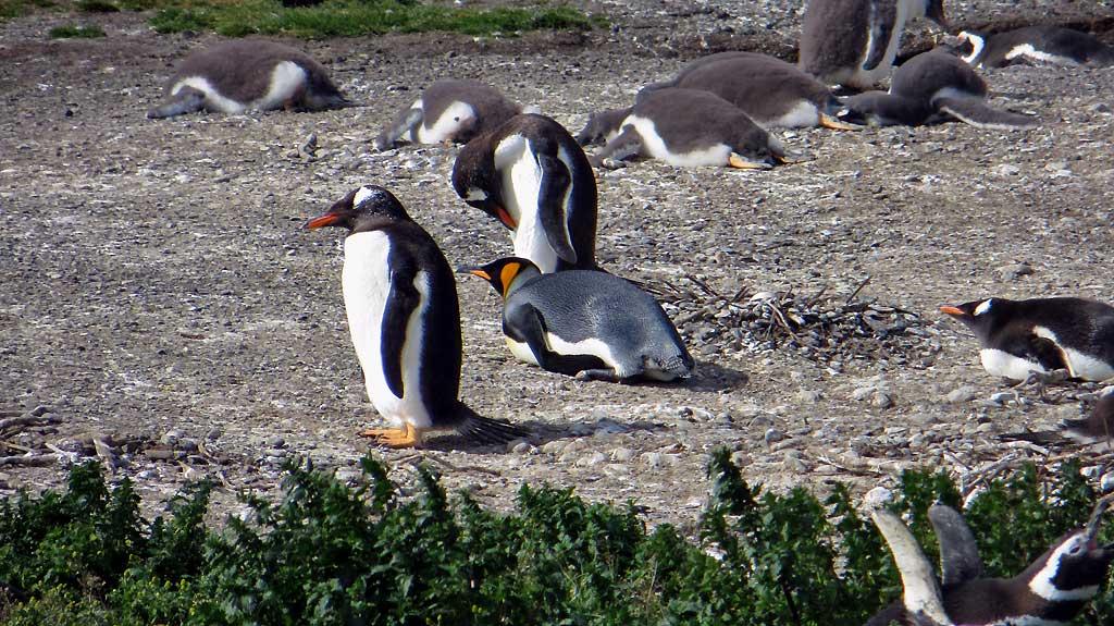 Gentoo Penguins and one King Penguin 8638