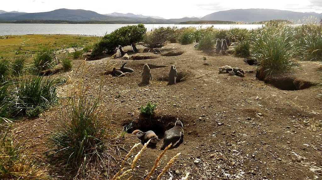 Magellanic Penguin burrows, Isla Martillo 8667
