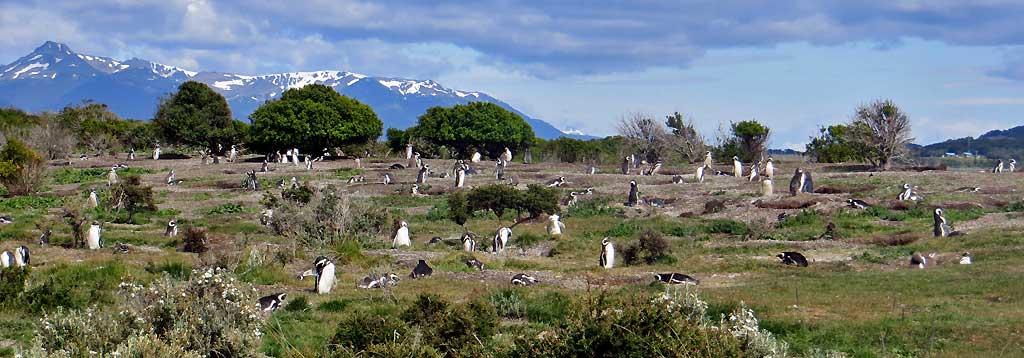 Magellanic Penguin burrows, Isla Martillo 8691