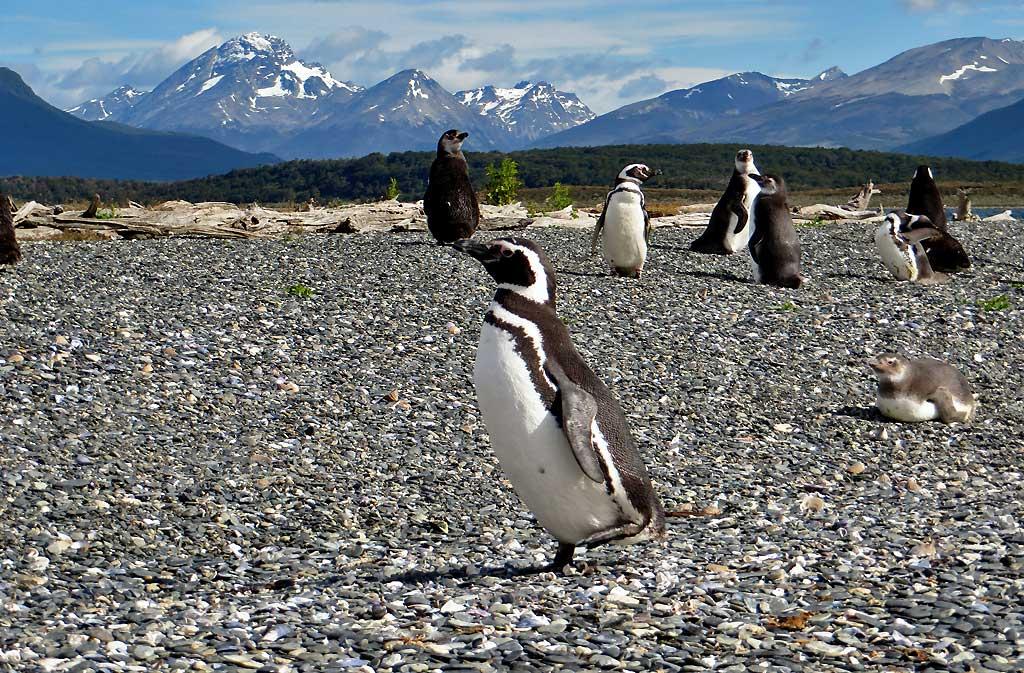Magellanic Penguin, Isla Martillo 1562